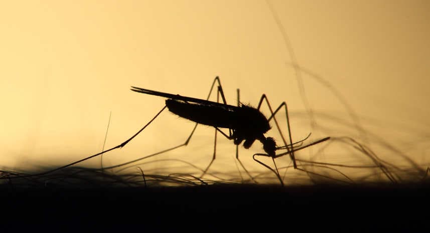 Mosquito sucht Blut